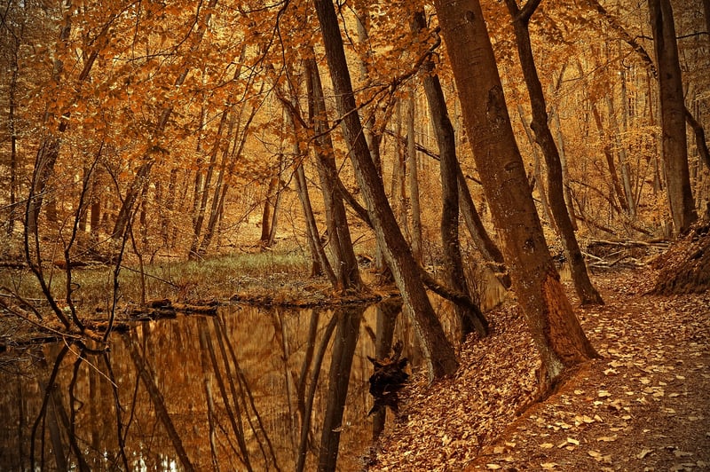 Autumn Forest